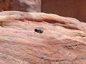 Petra (44)